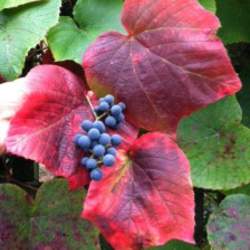 Vitis coignetiae Crimson Glory Vine seed for sale 