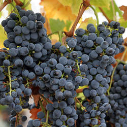 Vitis vinifera Wine Grape, Domestic Grape, Grape-vine, Cultivated Grape seed for sale 