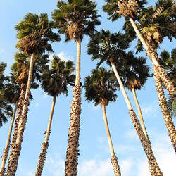 Washingtonia robusta Washington Fan Palm, Mexican Fan Palm seed for sale 