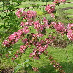 Weigela florida Old-fashioned Weigela seed for sale 