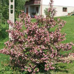 Weigela florida Old-fashioned Weigela seed for sale 