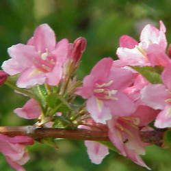 Weigela florida Old-fashioned Weigela seed for sale 