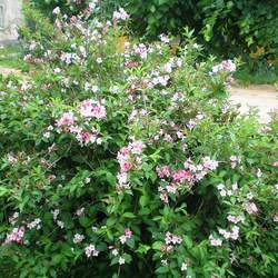 Weigela florida Old-fashioned Weigela seed for sale 