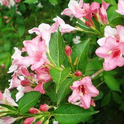 Weigela florida Old-fashioned Weigela seed for sale 