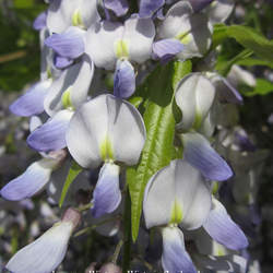 Wisteria floribunda Japanese Wisteria seed for sale 