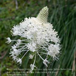 Xerophyllum tenax Bear Grass, Squaw Grass, Soap Grass, quip-quip, Indian Basket Grass, Bear Lily, Western Turkeybeard, Elk Grass seed for sale 