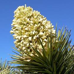 Yucca brevifolia Joshua Tree, Yucca Palm, Tree Yucca, Palm Tree Yucca seed for sale 