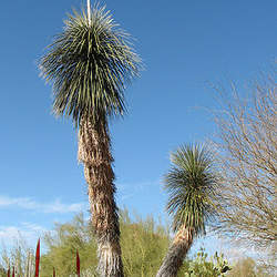 Yucca elata Soaptree Yucca, Soap Tree, Soapweed , Palmella seed for sale 