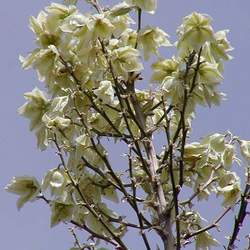 Yucca elata Soaptree Yucca, Soap Tree, Soapweed , Palmella seed for sale 