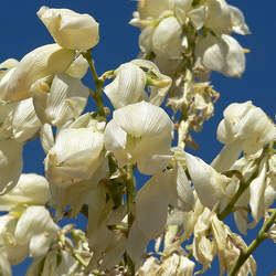 Yucca elata Soaptree Yucca, Soap Tree, Soapweed , Palmella seed for sale 