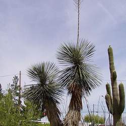 Yucca elata Soaptree Yucca, Soap Tree, Soapweed , Palmella seed for sale 