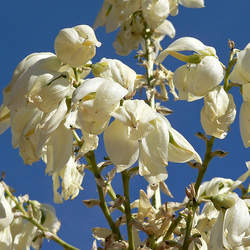 Yucca elata Soaptree Yucca, Soap Tree, Soapweed , Palmella seed for sale 