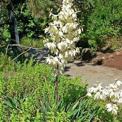 Yucca filamentosa Adam's Needle, True Adams Needle seed for sale 