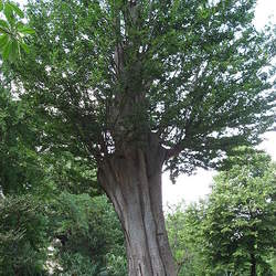 Zelkova carpinifolia Elm Zelkova, Caucasian Zelkova seed for sale 