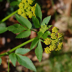 Zizia aurea Golden Zizia, Meadow Parsnip, Golden Alexanders seed for sale 