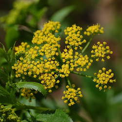 Zizia aurea Golden Zizia, Meadow Parsnip, Golden Alexanders seed for sale 