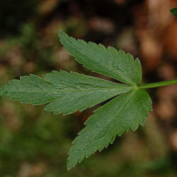 Zizia aurea Golden Zizia, Meadow Parsnip, Golden Alexanders seed for sale 