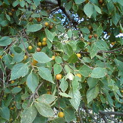 Celtis tournefortii Oriental Hackberry seed for sale 