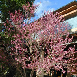 Ungnadia speciosa Mexican Buckeye seed for sale 