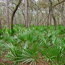 Serenoa repens  Green Saw Palmetto seed for sale 