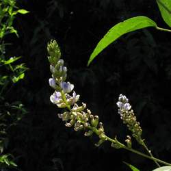 Psoralea glandulosa Culen seed for sale 