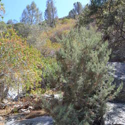 Cupressus nevadensis Piute Cypress seed for sale 