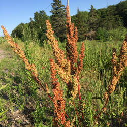 Rumex crispus Curly Dock seed for sale 