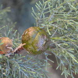 Cupressus nevadensis Piute Cypress seed for sale 