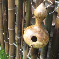 Cucurbita pepo   Birdhouse/Bottle Birdhouse/Bottle Gourd seed for sale 