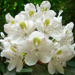 Rhododendron maximum Great Laurel, Rosebay, Rosebay Rhododendron seed for sale 