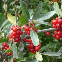 Shepherdia argentea Silver Buffaloberry, Bullberry, Thorny Buffaloberry, Bull Berry seed for sale 