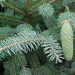 Picea likiangensis Lijang Spruce seed for sale 