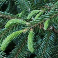 Picea koraiensis Korean Spruce seed for sale 