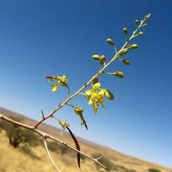 Parkinsonia africana African Wattle seed for sale 