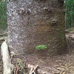 Araucaria columnaris x heterophylla New Caledonia Pine, Cook Pine seed for sale 