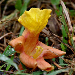 Gmelina arborea Gumhar, Teca Blanca, Kashmir Teak seed for sale 