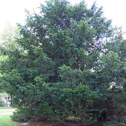 Taxus wallichiana  mairei Mair Yew seed for sale 