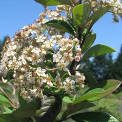 Cotoneaster coriaceus     clean seed Milkflower Cotoneaster, Parney Cotoneaster seed for sale 