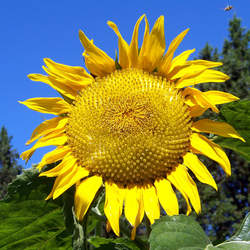 Helianthus annuus   Mongolian Giant Mongolian Giant Sunflower seed for sale 