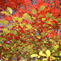 Ilex serrata Finetooth Holly seed for sale 