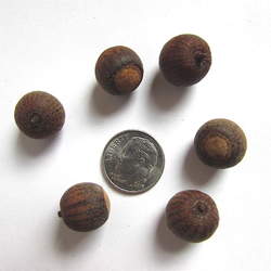 Quercus falcata Southern Red Oak, Spanish Red Oak seed for sale 