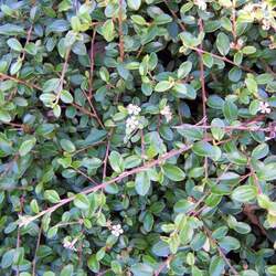 Cotoneaster horizontalis     dried berries Rockspray Cotoneaster, Rock Cotoneaster seed for sale 