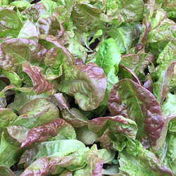 Lactuca sativa   Marvel of 4 Seasons Garden Lettuce, Lettuce, Marvel of 4 Seasons Lettuce seed for sale 