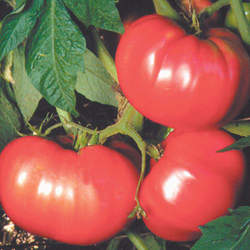 Lycopersicon lycopersicum   German Pink German Pink Tomato seed for sale 