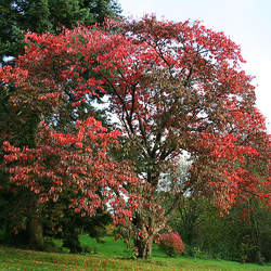 Prunus sargentii Sargent Cherry, Sakura seed for sale 