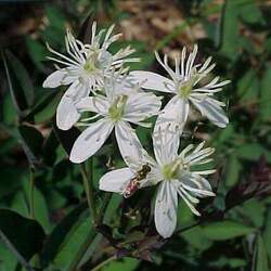 Clematis recta  Purpurea Ground Virginsbower, Ground Clematis, Erect Clematis seed for sale 