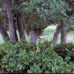 Quercus sinuata  breviloba Bastard Oak, White Shin Oak, Bigelow Oak, Scaly-bark Oak, Shortlobe Oak seed for sale 