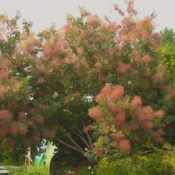 Cotinus coggygria European Smoketree, Common Smoketree, Smoke Bush seed for sale 