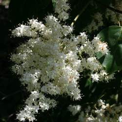 Syringa reticulata pekinensis Peking Tree Lilac, Pekin Lilac seed for sale 