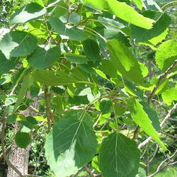 Populus grandidentata Bigtooth Aspen seed for sale 